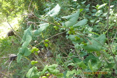 Dioscorea communis