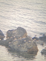 Calidris alpina pacifica