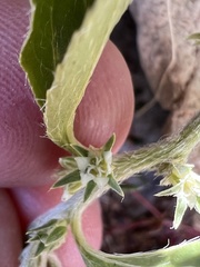 Ditaxis serrata