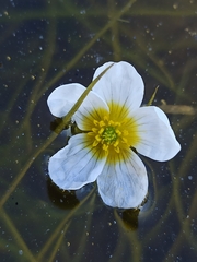 Ranunculus peltatus