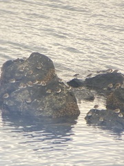 Calidris alpina pacifica