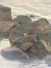 Calidris alpina pacifica