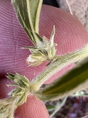 Ditaxis serrata