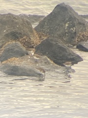 Calidris alpina pacifica