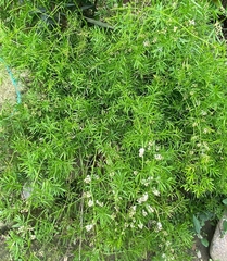 Asparagus racemosus