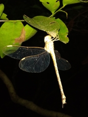 Gynacantha