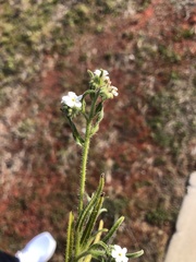 Cryptantha intermedia
