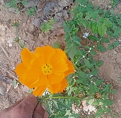 Cosmos sulphureus