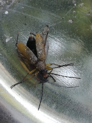 Cteniopus sulphureus