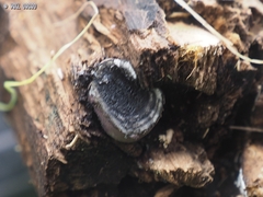 Daldinia concentrica