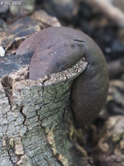 Daldinia concentrica