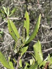 Comarostaphylis diversifolia