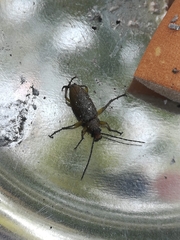 Cteniopus sulphureus
