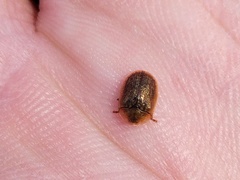 Hypocassida subferruginea