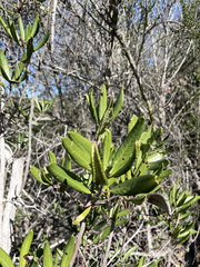 Comarostaphylis diversifolia