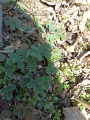 Potentilla micrantha