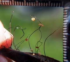 Cryptomarasmius corbariensis