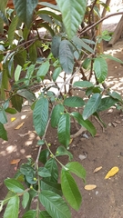 Maclura tinctoria