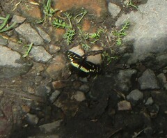 Gnathotriche exclamationis