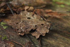 Hymenoscyphus immutabilis