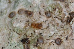 Holoscotolemon lessiniense