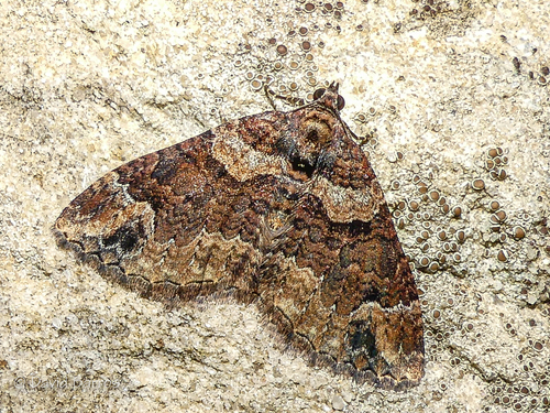 Catarhoe basochesiata