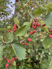 Crataegus chrysocarpa