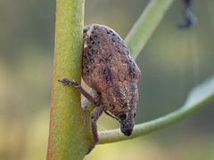 Oxyops fasciatus