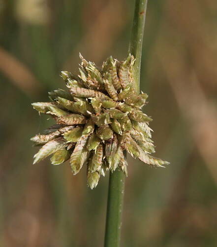 Cyperus laevigatus image