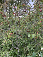 Crataegus chrysocarpa