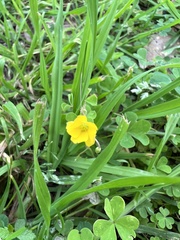 Oxalis dillenii