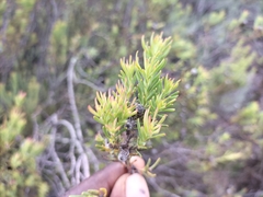 Leucadendron brunioides brunioides