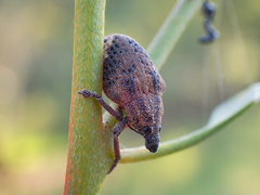 Oxyops fasciatus