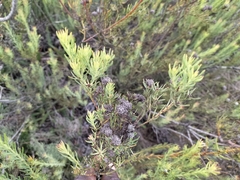 Leucadendron brunioides brunioides