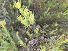 Leucadendron brunioides brunioides