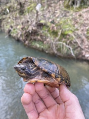 Sternotherus peltifer