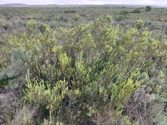 Leucadendron brunioides brunioides