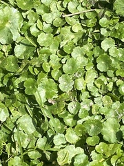 Hydrocotyle umbellata