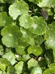 Hydrocotyle umbellata