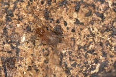 Holoscotolemon lessiniense