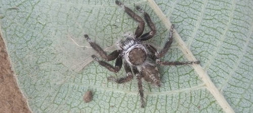 Hyllus africanus