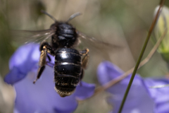 Melitta haemorrhoidalis