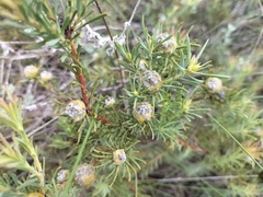 Leucadendron brunioides brunioides