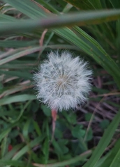 Taraxacum erythrospermum