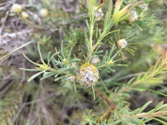 Leucadendron brunioides brunioides