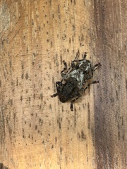 Aegomorphus inquinatus