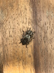 Aegomorphus inquinatus