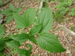 Philadelphus inodorus