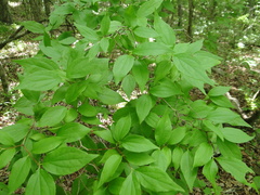 Philadelphus inodorus