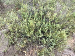 Leucadendron brunioides brunioides